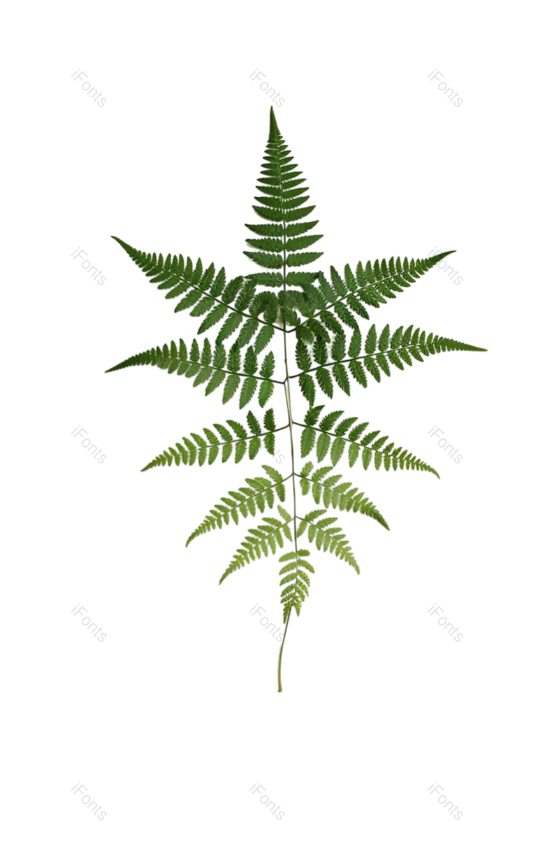 叶子图片,装饰元素,纹理PNG,摄影免抠素材